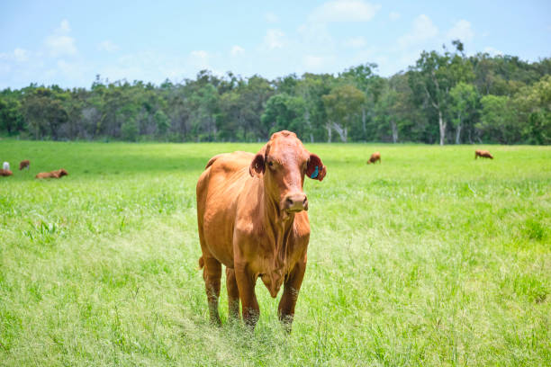 Brahman and dairy cows and calves in a green grassy paddock outside of Mackay region in North Queensland Cows hanging out in the shade under a big tree in grassy field. mackay stock pictures, royalty-free photos & images