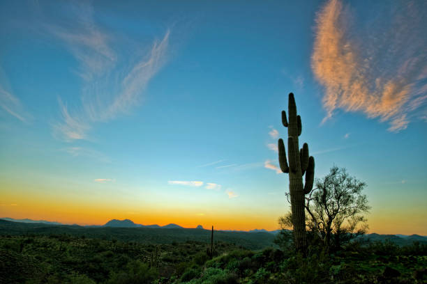 istock Saguaro Cactus in Silhouette at Dusk 1204927675