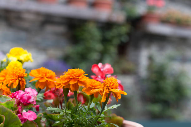 Close up on italian flowers on the Alps, background is a serene mountain landscape in a cloudy day.