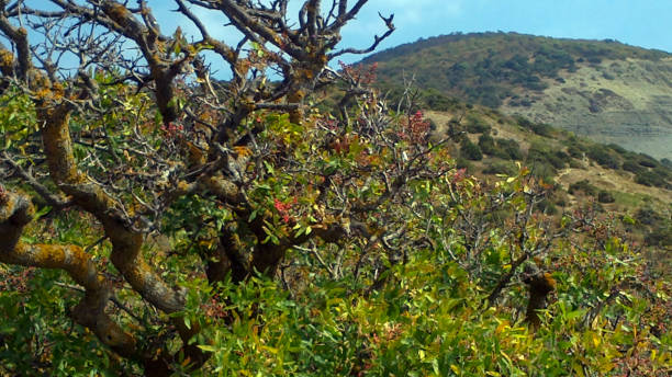 istock Pistachio tree, colored berries ripened on the Big Utrish. Southern plant on a background of mountains. Beautiful landscape of the Black Sea coast. 1204933260
