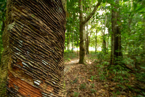 Syringe tree to produce latex, Amazon - Brazil stock photo