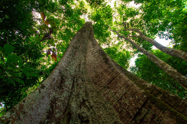 Samauma tree, symbol of the Amazon - Pará / Brazil stock photo