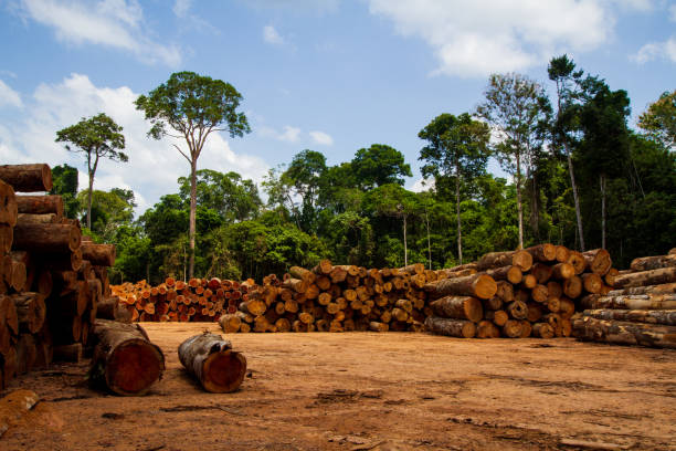 registros en un patio de aserraderos - amazonas, pará / brasil - deforestación desastre ecológico fotografías e imágenes de stock