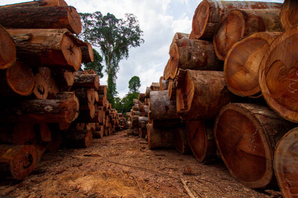 Logs in a sawmill yard - Amazon, Pará / Brazil stock photo