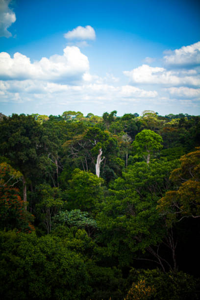 Amazon rainforest from above of an observation tower - Pará, Brazil stock photo