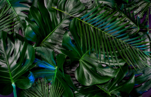 istock Creative tropical green leaves layout. Nature spring concept. Flat lay. 1204940907