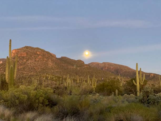 istock Sabino Canyon national park 1204941027