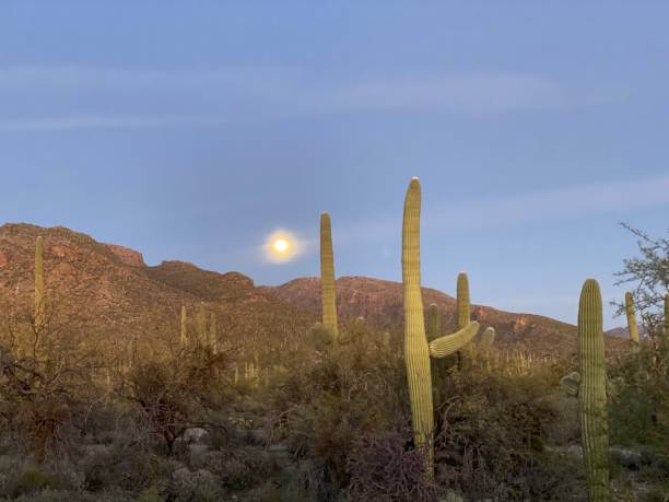 istock Sabino Canyon national park 1204941028