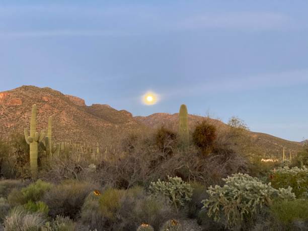 istock Sabino Canyon national park 1204941030