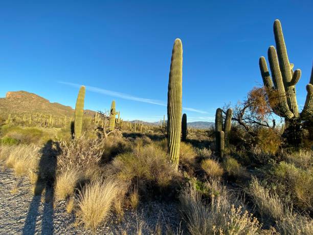istock Sabino Canyon national park 1204941053