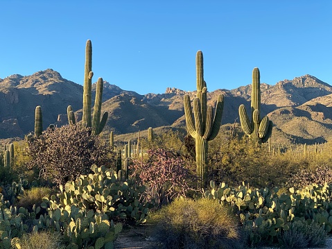 Saguaro National Park - West - Tucson Mountain District_0118