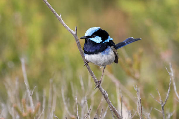 Male Superb Fairy Wren