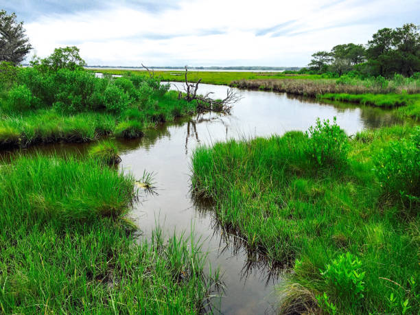 istock Assateague Island National Seashore 1204944763