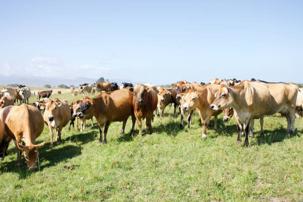 istock Jersey Cow Dairy Cattle in Rural Scene 1204944776
