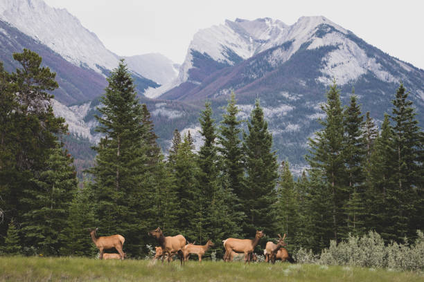 istock Elk grazing in Jasper National Park 1204944787
