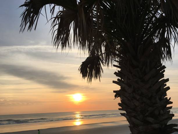 istock Palm tree and sunset at the beach 1204944819