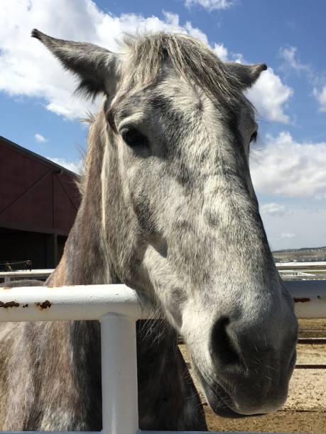 istock Grey horse by the pasture fence 1204944831