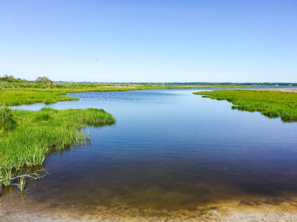 istock Assateague Island National Seashore 1204944835