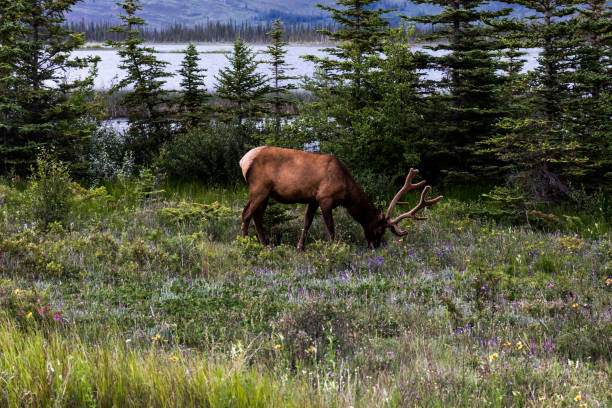 istock Elk grazing in Jasper National Park 1204944836