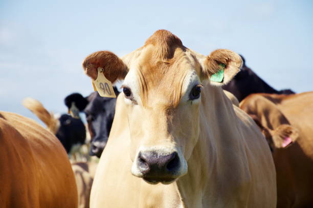 istock Jersey Cow Dairy Cattle in Rural Scene 1204944905