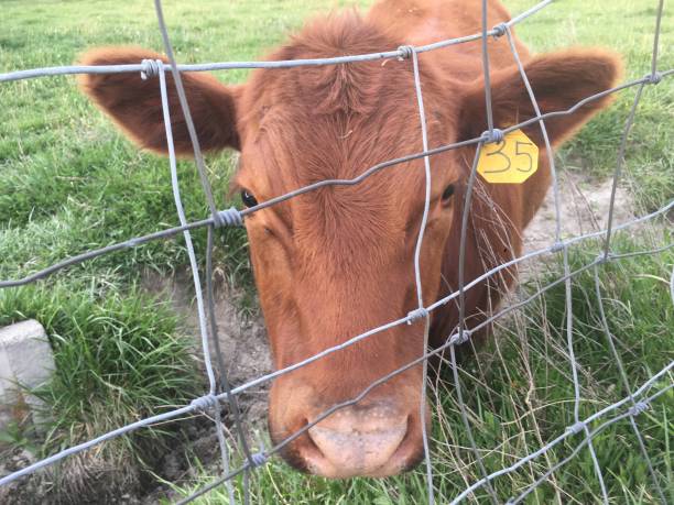 istock Cow by the fence 1204944911