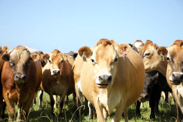 istock Jersey Cow Dairy Cattle in Rural Scene 1204945057