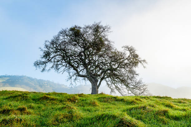 istock Morning Fog at Mount Diablo State Park 1204947507
