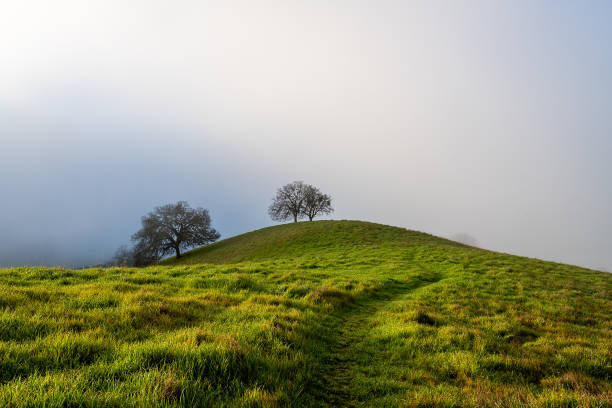 istock Morning Fog at Mount Diablo State Park 1204947524