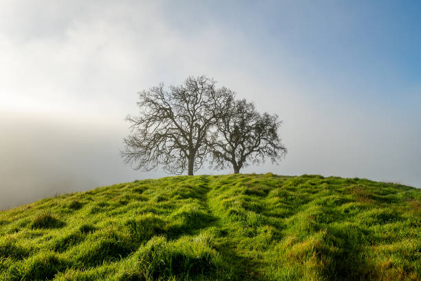istock Morning Fog at Mount Diablo State Park 1204947525