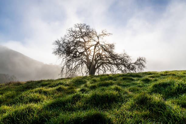 Morning Fog at Mount Diablo State Park