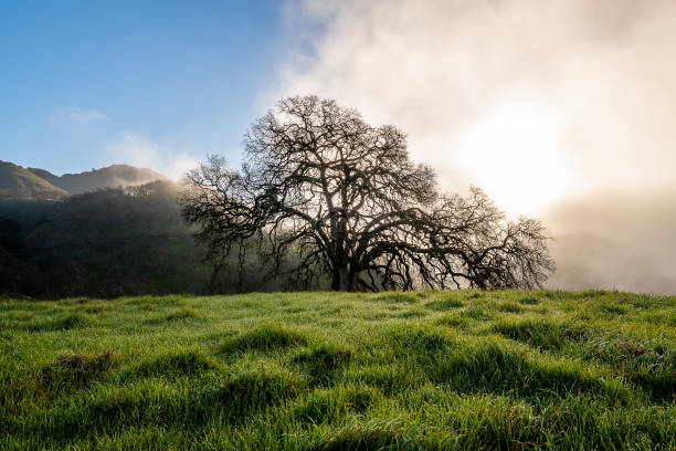 nebbia mattutina al mount diablo state park - mt diablo state park foto e immagini stock