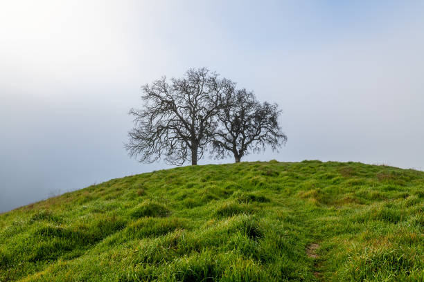 Morning Fog at Mount Diablo State Park