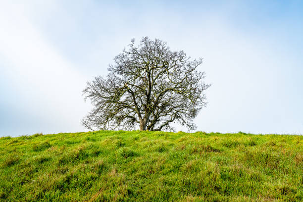 istock Morning Fog at Mount Diablo State Park 1204947552
