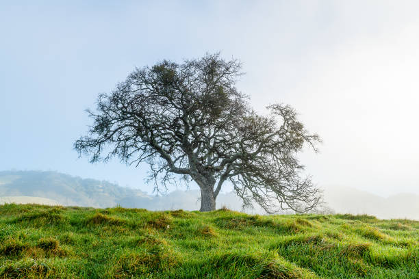 istock Morning Fog at Mount Diablo State Park 1204947558
