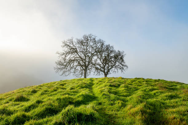istock Morning Fog at Mount Diablo State Park 1204947559
