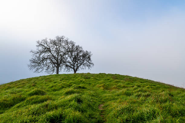 istock Morning Fog at Mount Diablo State Park 1204947569