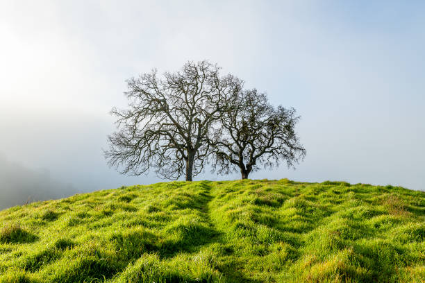 istock Morning Fog at Mount Diablo State Park 1204947570