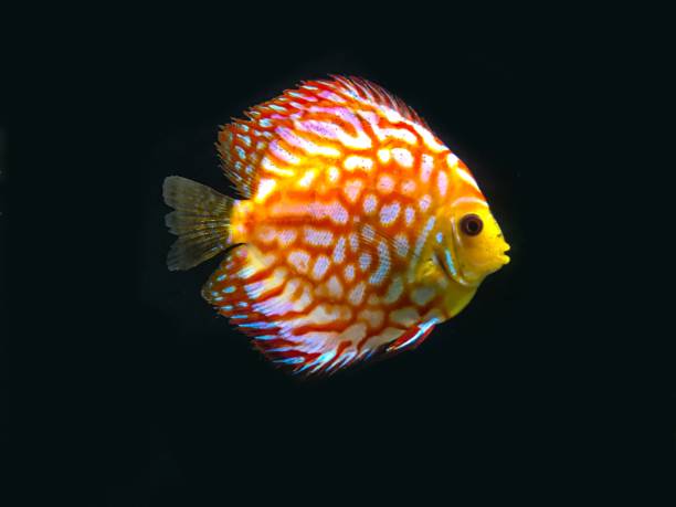 The colorful Symphysodon fish looks stunning against a black backdrop. This small tropical fish make for a nice addition to any aquarium.