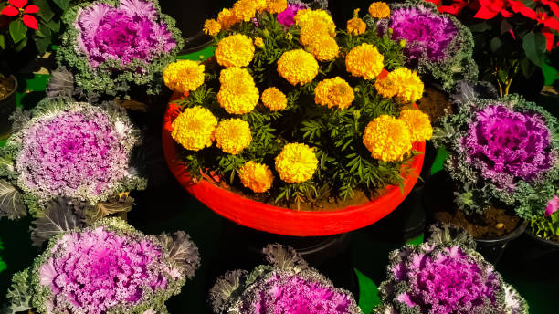 istock flowers gallery decoration 1204952080