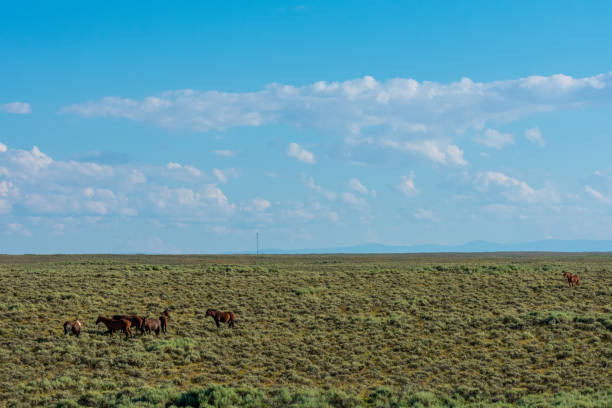 istock Wyoming Wild Horses 1204952458