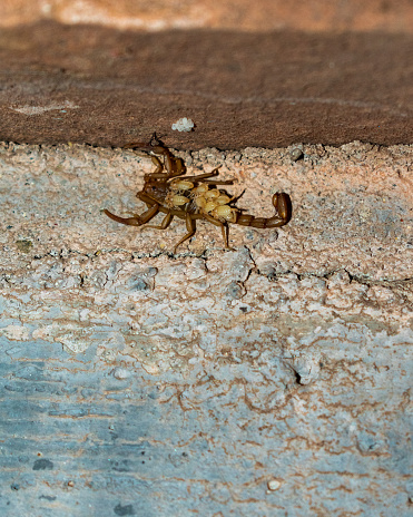 Scorpion with Babies at Colorado National Monument