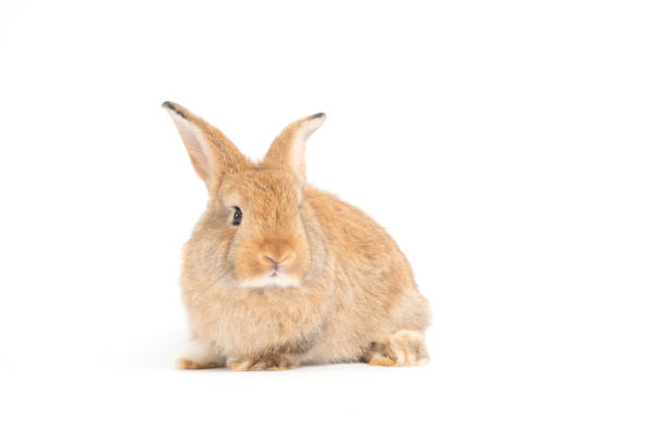 istock Furry and fluffy cute red brown rabbit erect ears are sitting look in the camera, isolated on white background. Concept of rodent pet and easter. 1204954054