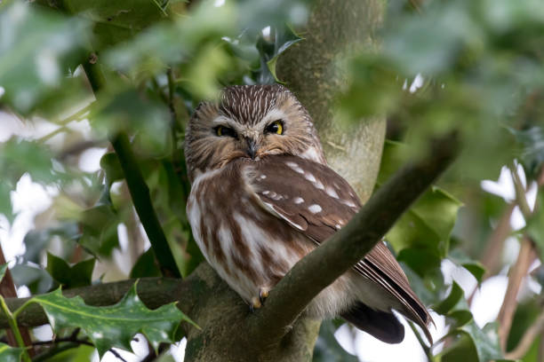 istock northern saw whet owl 1204956278