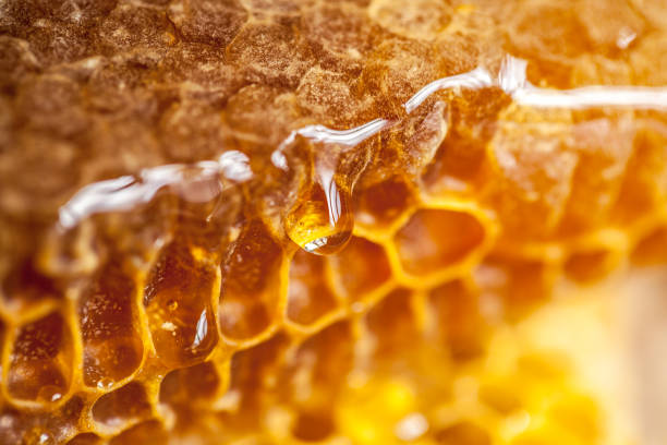 Honeycomb in close-up Honeycomb and honey drops closeup apiculture photos stock pictures, royalty-free photos & images