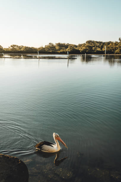 un pelícano disfrutando del sol de la tarde en el río en yamba, norte de nueva gales del sur, australia - yamba fotografías e imágenes de stock