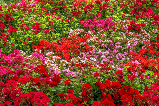 istock mixed colors of geraniums in garden 1204959066