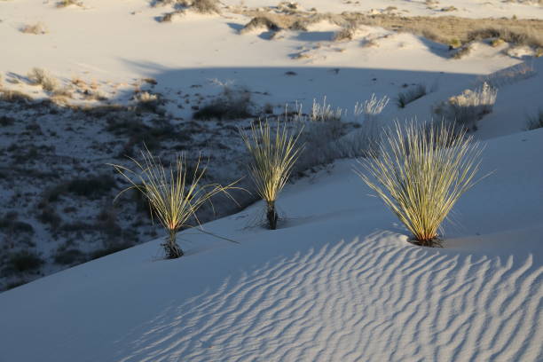 istock White Sands National Monument New Mexico USA 1204959074