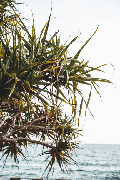 un árbol pandanus en yamba main beach, nueva gales del sur. - yamba fotografías e imágenes de stock