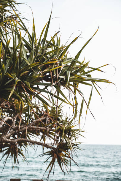 un arbre de pandanus à la plage principale de yamba, nouvelle-galles du sud. - yamba photos et images de collection