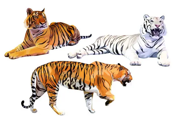 Vector illustration of Set of realistic white and orange bengal tigers